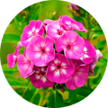 Image ID 83