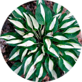 Image ID 84