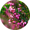 Image ID 102