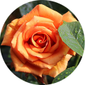 Image ID 7