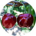 Image ID 20