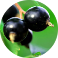 Image ID 36